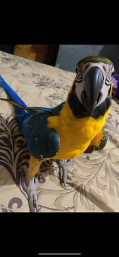 macaw female tame