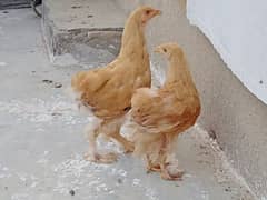 brahma and buff cross chicks and Ameraucana  fancy breed parent pic at