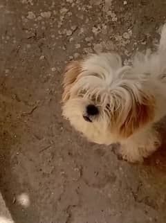 shihtzu shitzu m 0