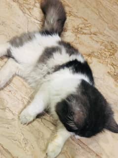 cat for sale in lahore