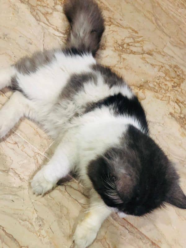 cat for sale in lahore 0