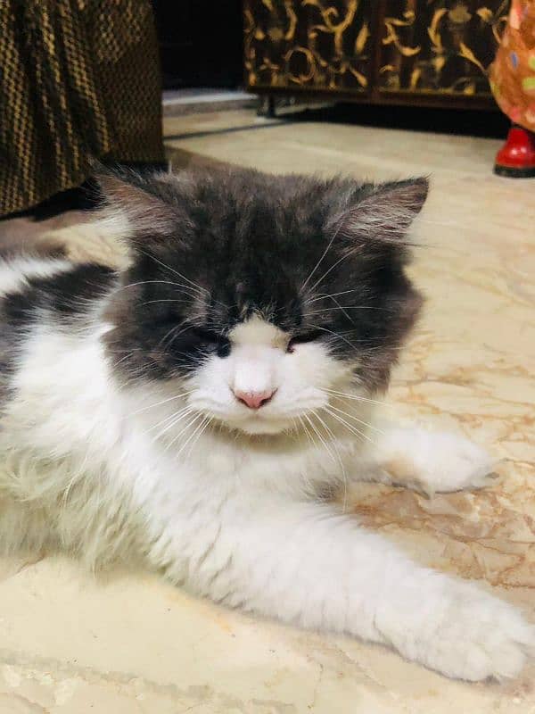 cat for sale in lahore 2