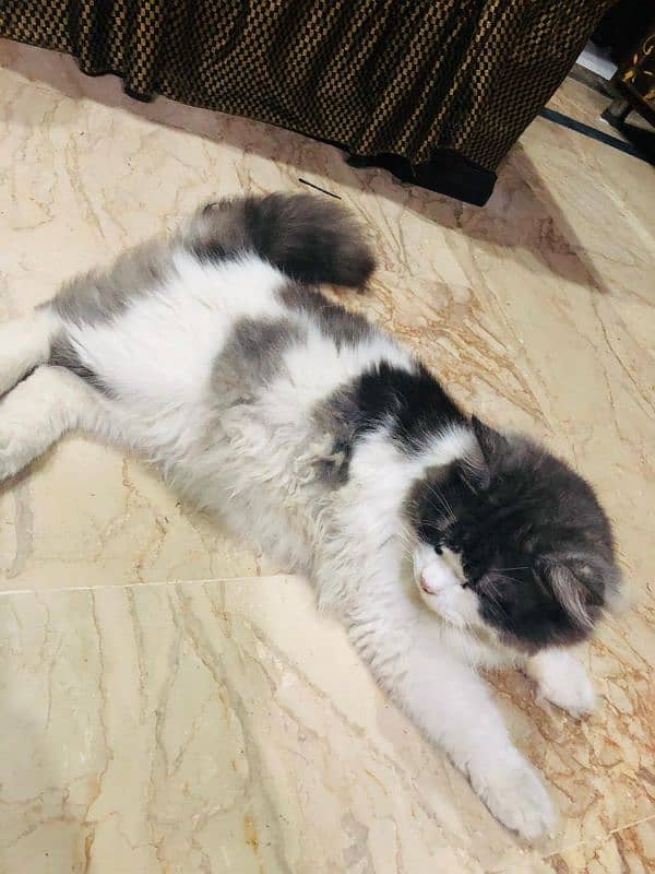 cat for sale in lahore 3