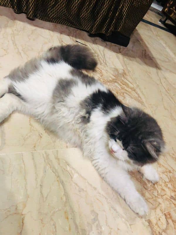 cat for sale in lahore 4