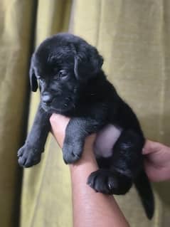 Labrador Female puppies 55 days 0