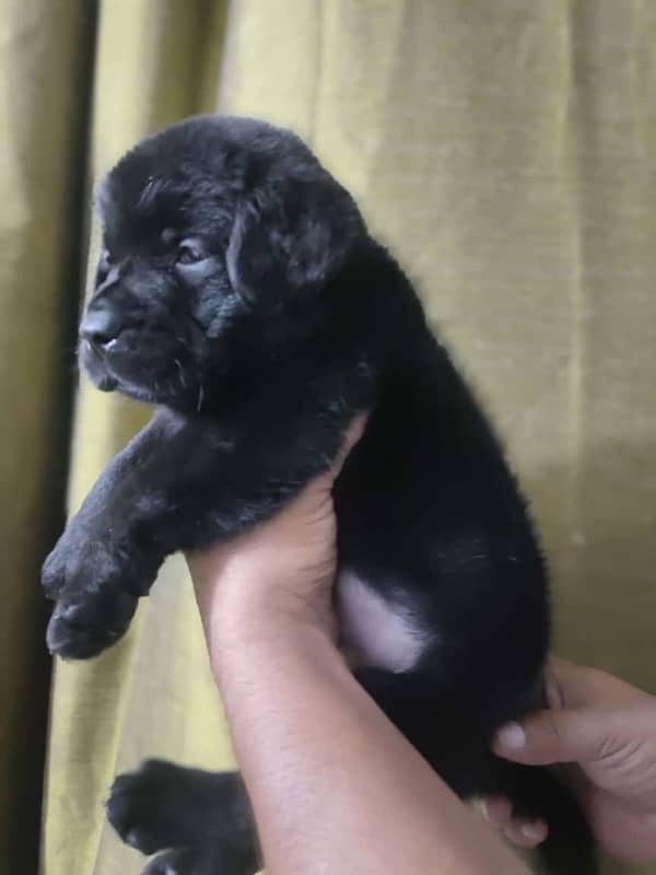 Labrador Female puppies 55 days 1