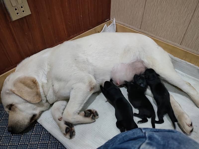 Labrador Female puppies 55 days 3