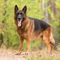 03061417806 call or what's shepherd dog young and good reach in family