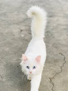 blue eyes persian kitten female