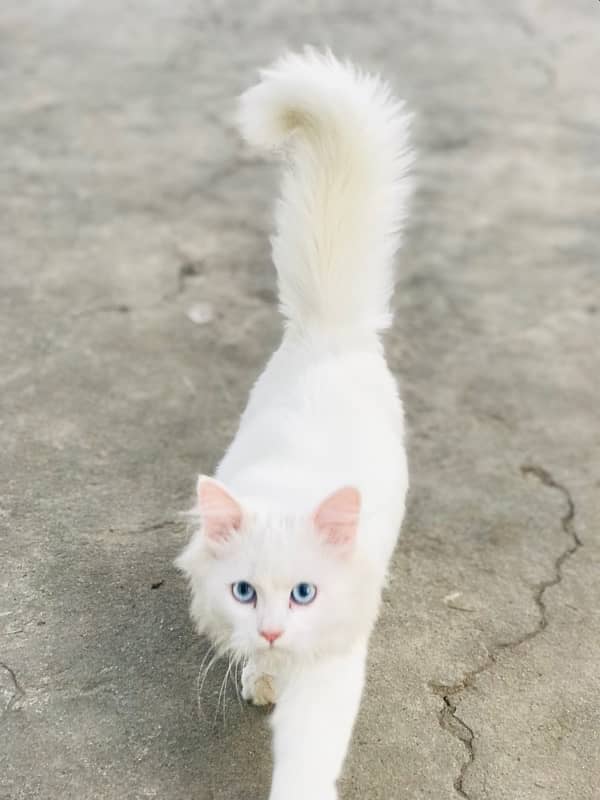 blue eyes persian kitten female 0