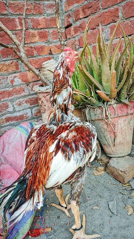 4 years age breader mianwali+sindhi cross bread 1