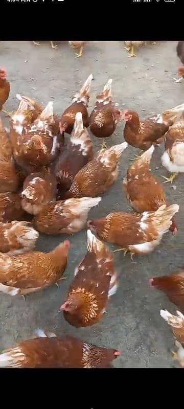 Lohman Black  hens,Lohman Brown, Eggs available(white brown) 5