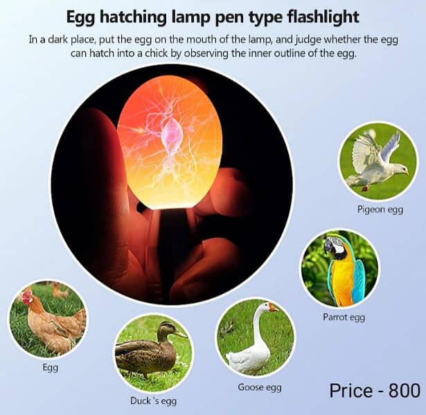 Egg hatching lamp pen 2