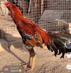 Aseel hens setup For sale