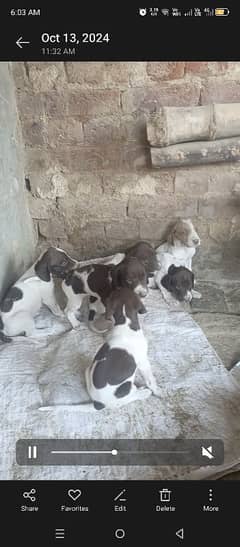 pointer kids Available