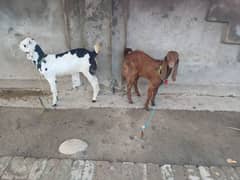 2 beautifull females and 1 goat male