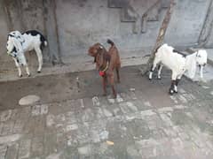 3 beautifull females and goat male