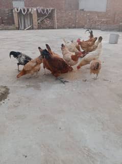 Hens, Murgian for Sale