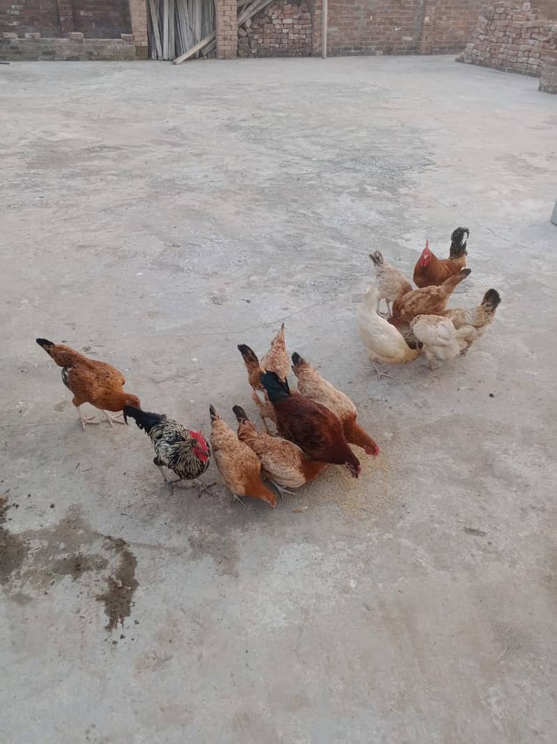 Hens, Murgian for Sale 4