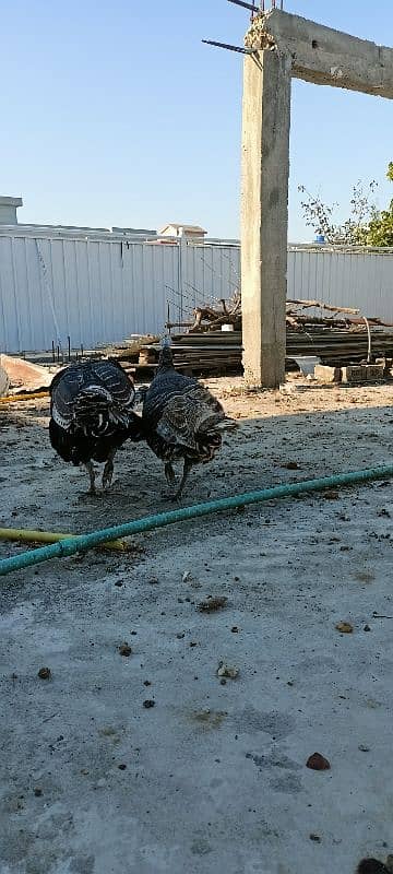 turkey pair full 5