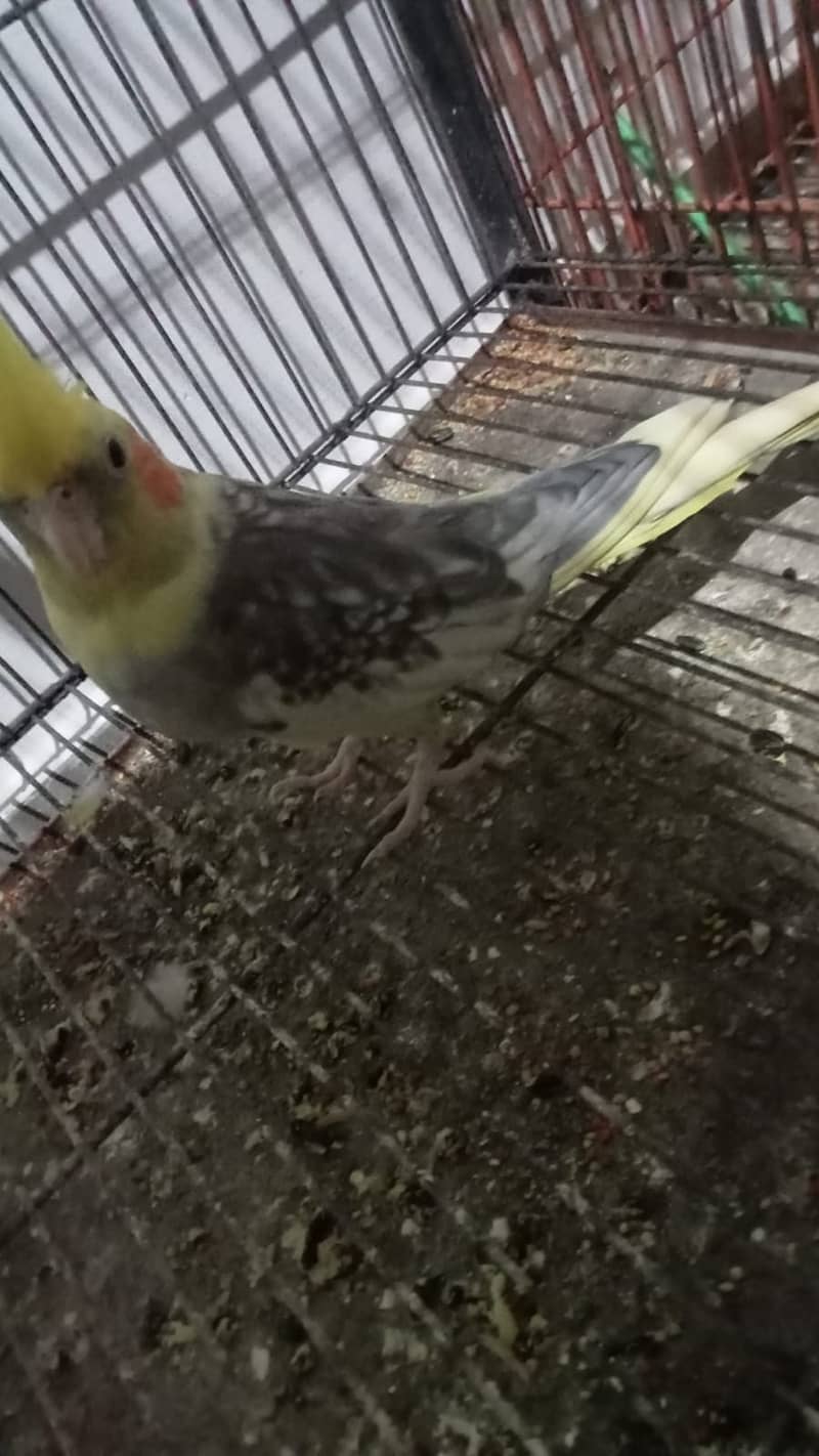 Love birds and Cockatiels 3