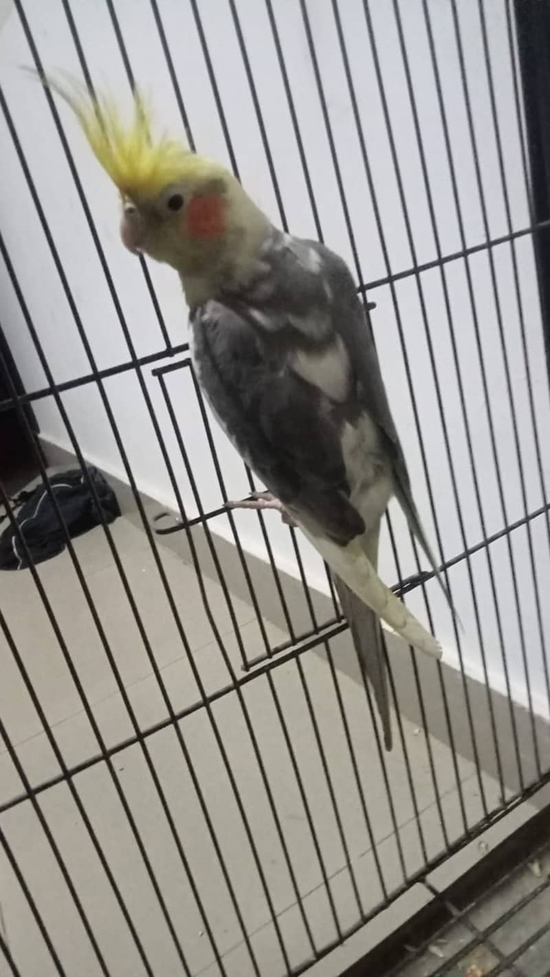 Love birds and Cockatiels 4