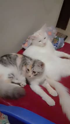 Persian breed Pair available for sell 0