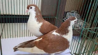 shiraazi pigeon pair 0