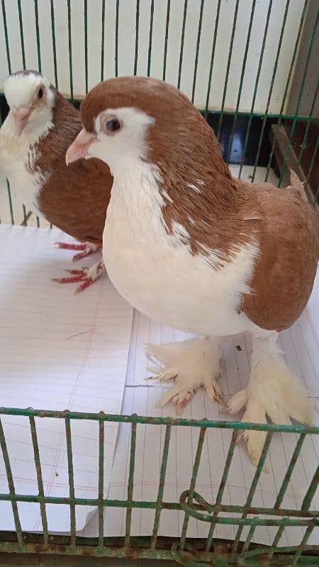 shiraazi pigeon pair 1