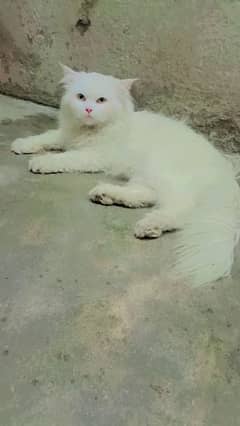 Triple Coat  White Persian Cat