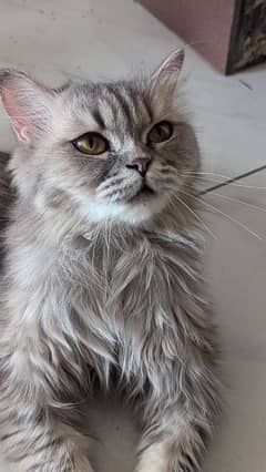 Persian cat Semi punch face breeder female