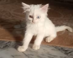 Persian cat | persian single coat | cat for sale | persian for sale