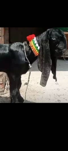 black amrtsari betal male baby for sale