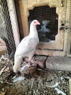 Heera aseel polish bantam havey chicks