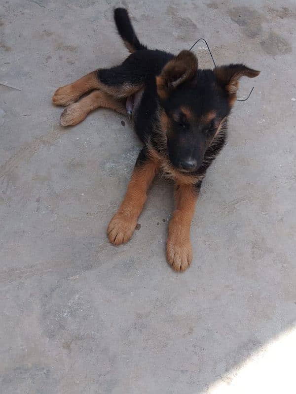 German shepherd dog for sale 0321/720/1763 1