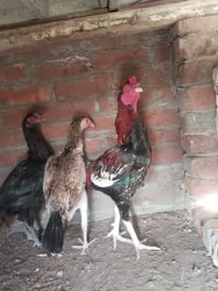 2 Aseel shamo cross female our ak murga our ak murgi for sell