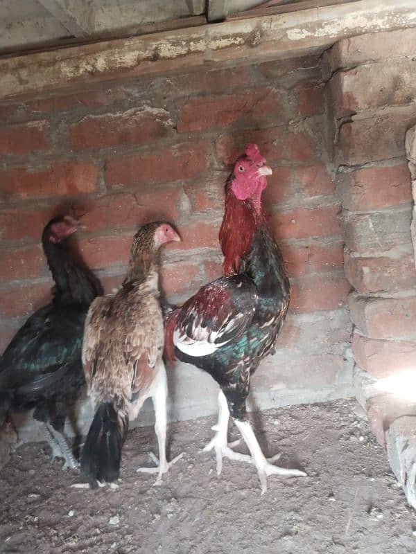 Aseel shamo cross female and male  for sell 0