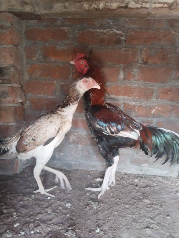 Aseel shamo cross female and male  for sell 1