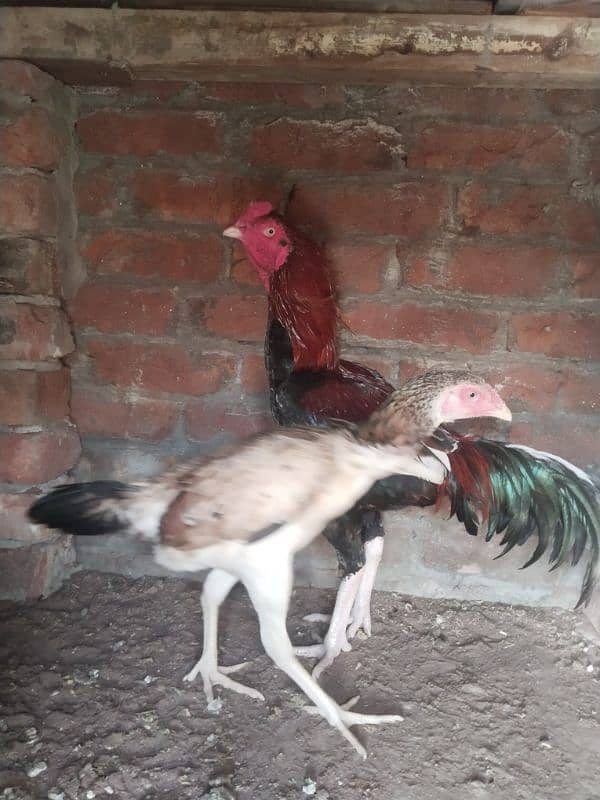 Aseel shamo cross female and male  for sell 3