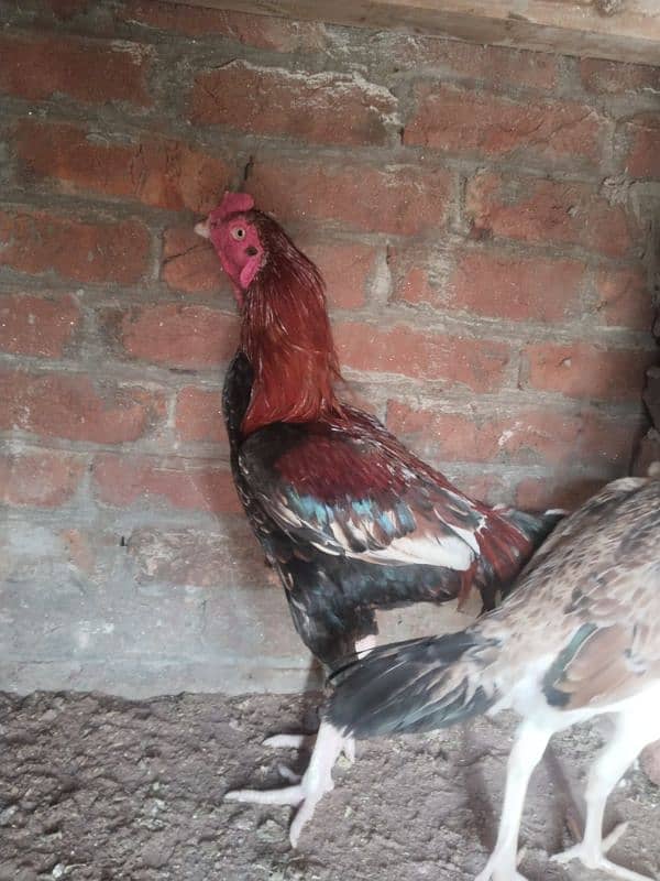 Aseel shamo cross female and male  for sell 4