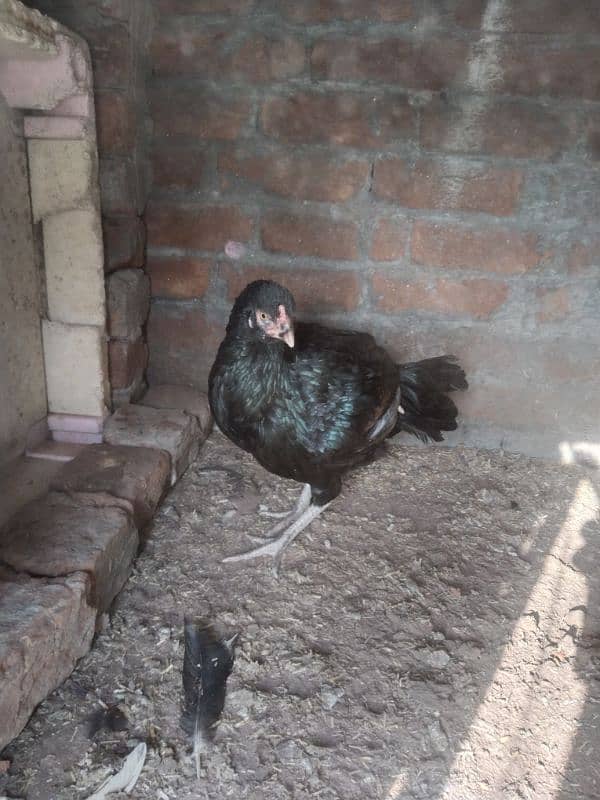 Aseel shamo cross female and male  for sell 7