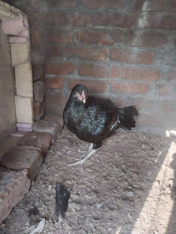 Aseel shamo cross female and male  for sell 8