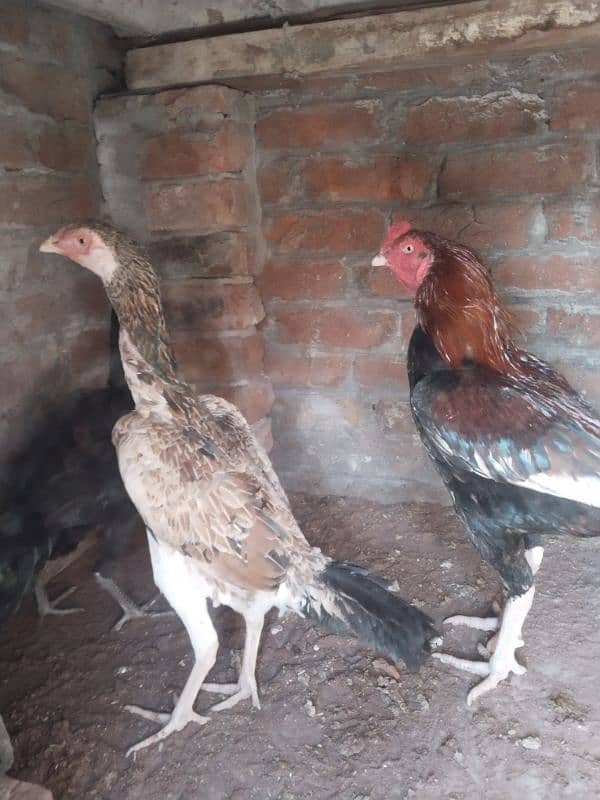 Aseel shamo cross female and male  for sell 9