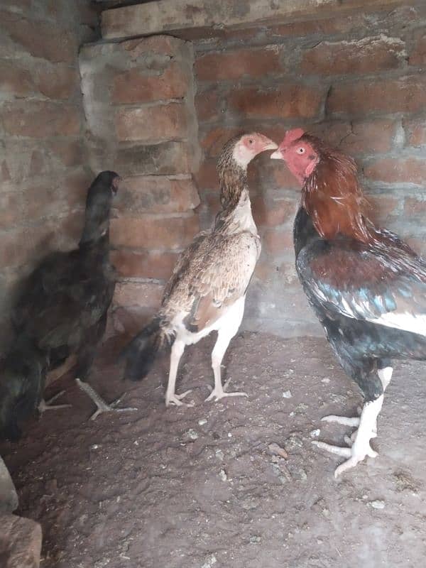 Aseel shamo cross female and male  for sell 10