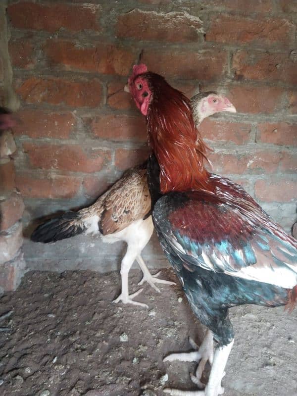 Aseel shamo cross female and male  for sell 12