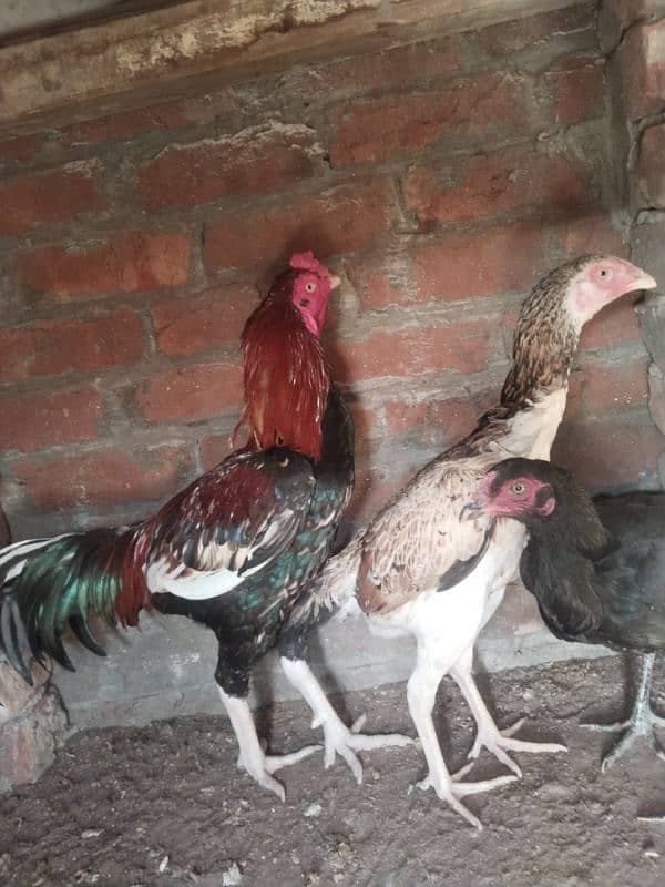 Aseel shamo cross female and male  for sell 13