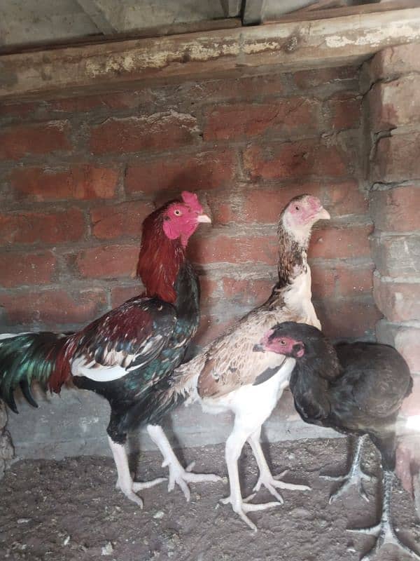 Aseel shamo cross female and male  for sell 14