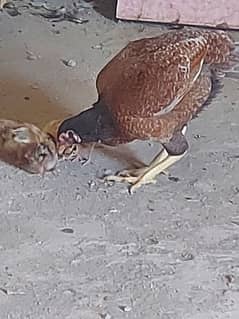 aseel Hen with five chicks