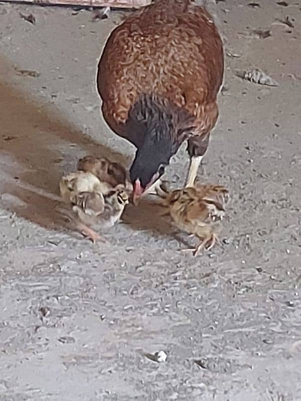 aseel Hen with five chicks 1