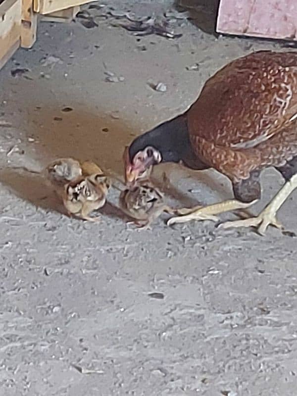 aseel Hen with five chicks 2